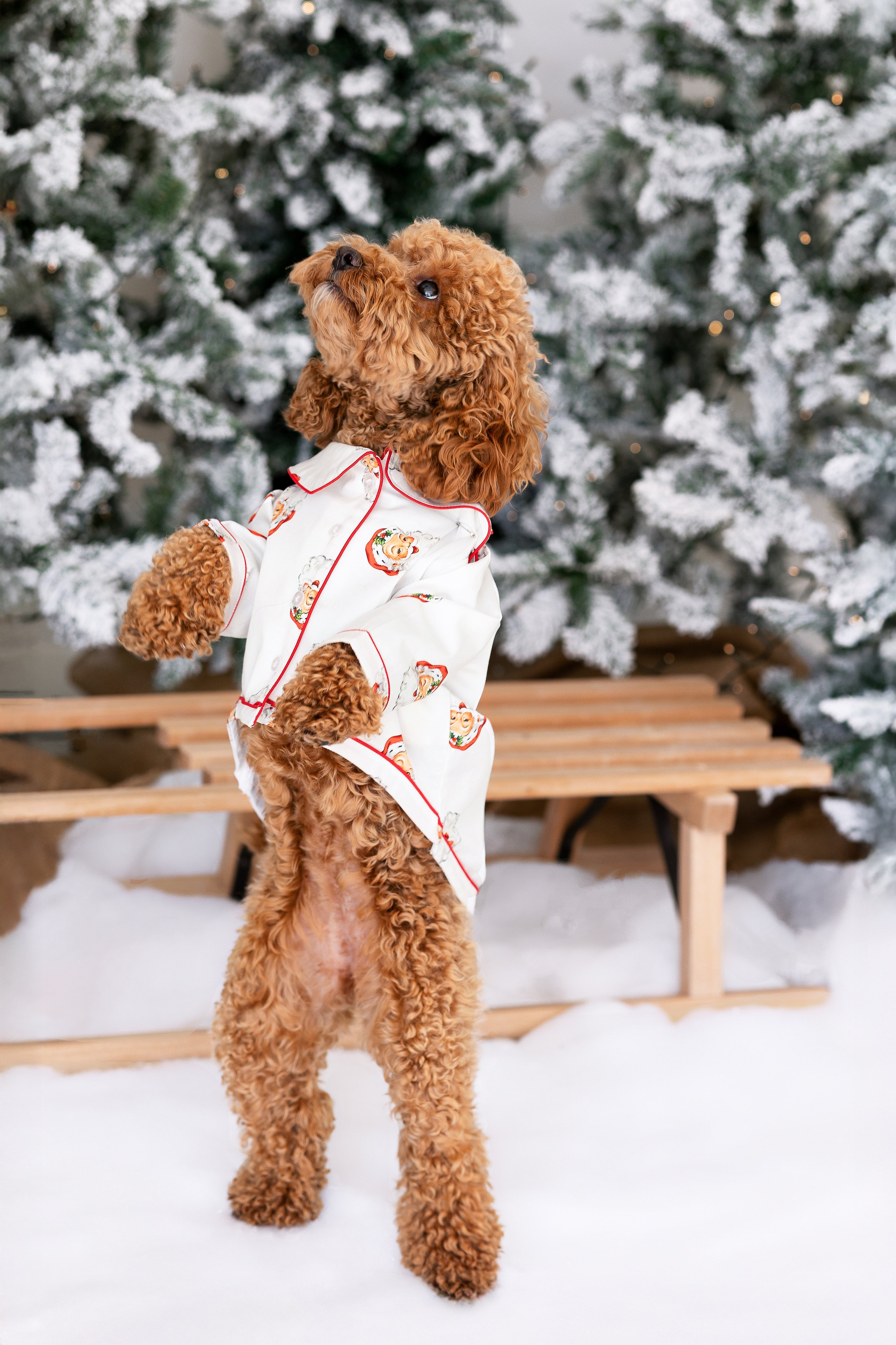 Santa Dog Pyjamas family matching personalised